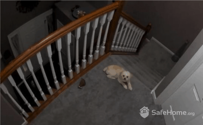 Lorex cameras Arlo Pro 3 Indoor Video Quality